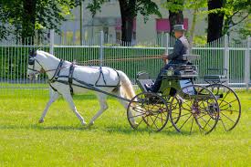 Horse Carriage Driving